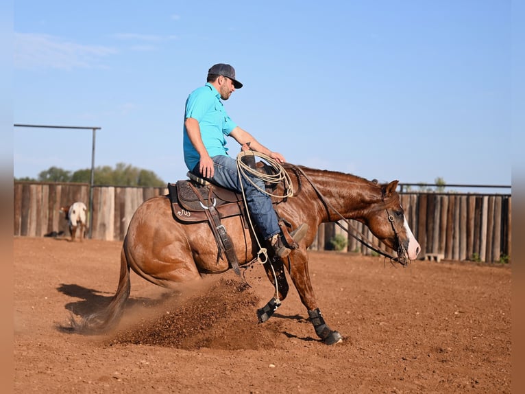 American Quarter Horse Hengst 3 Jaar 142 cm Falbe in Waco, TX