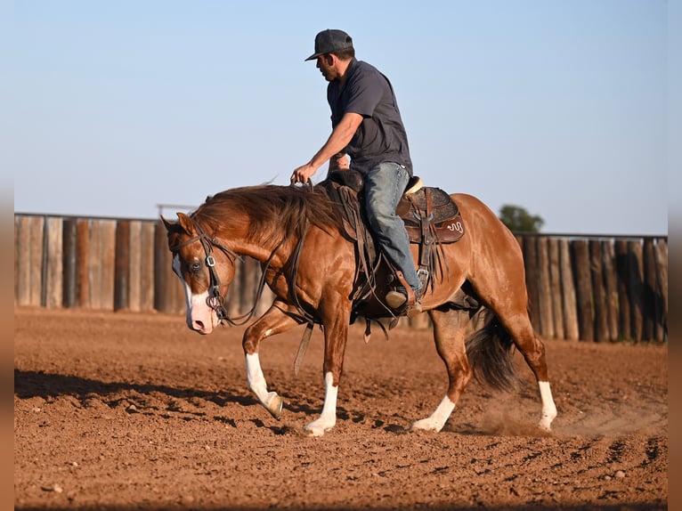 American Quarter Horse Hengst 3 Jaar 142 cm Falbe in Waco, TX