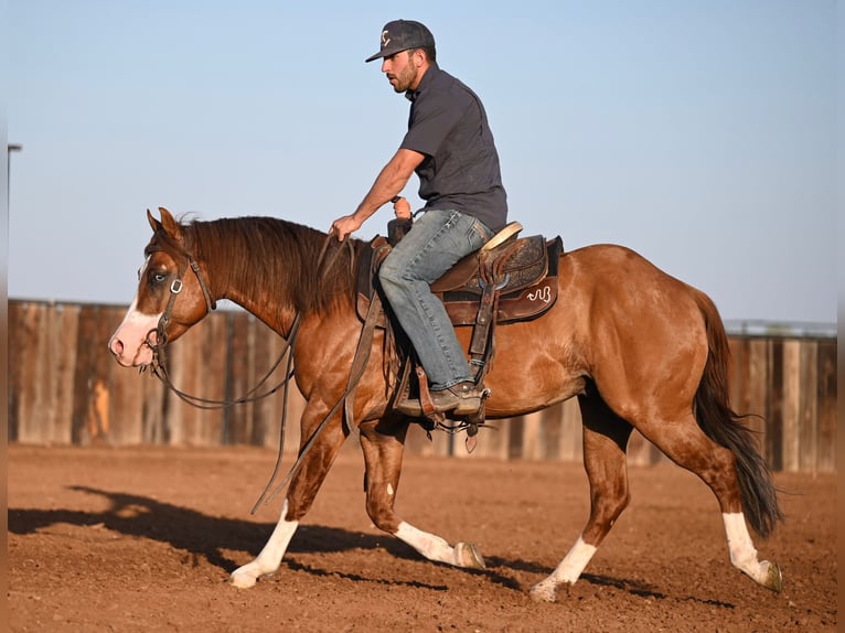 American Quarter Horse Hengst 3 Jaar 142 cm Falbe in Waco, TX