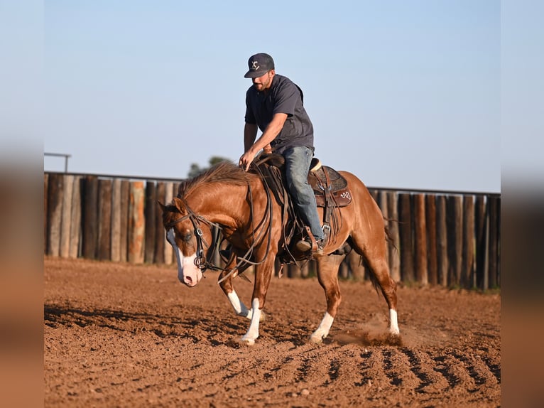 American Quarter Horse Hengst 3 Jaar 142 cm Falbe in Waco, TX