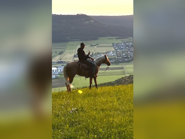 American Quarter Horse Hengst 3 Jaar 143 cm Palomino in Balgheim