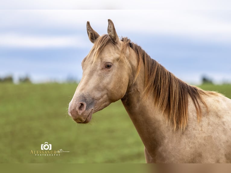 American Quarter Horse Hengst 3 Jaar 145 cm Champagne in Au in der Hallertau American Quarter Horse Hengst 3 Jaar 145 cm Champagne in Au in der Hallertau