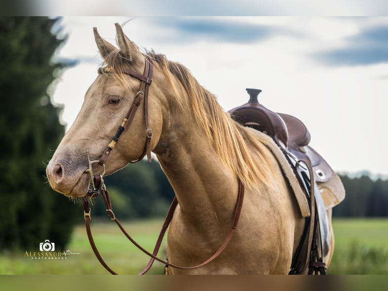 American Quarter Horse Hengst 3 Jaar 145 cm Champagne in Au in der Hallertau