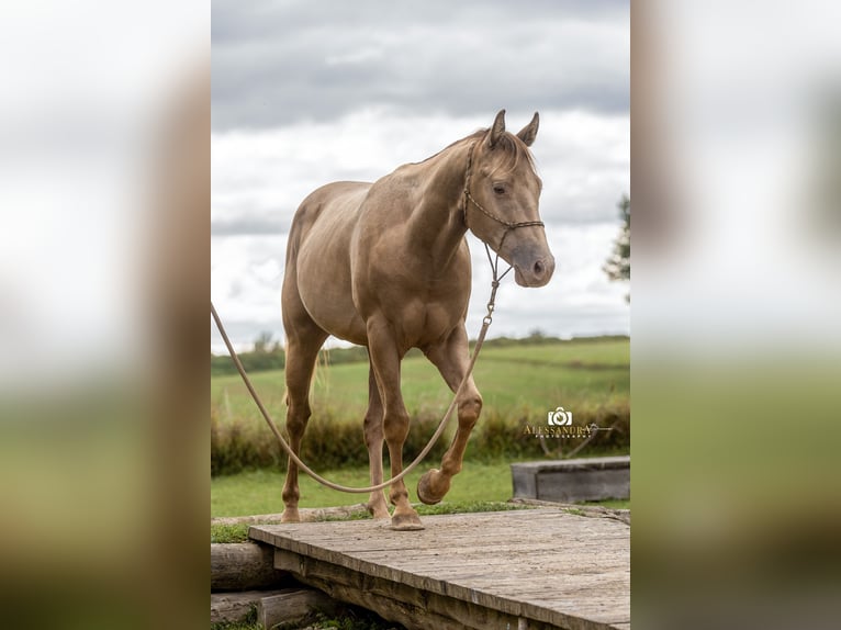 American Quarter Horse Hengst 3 Jaar 145 cm Champagne in Au in der Hallertau