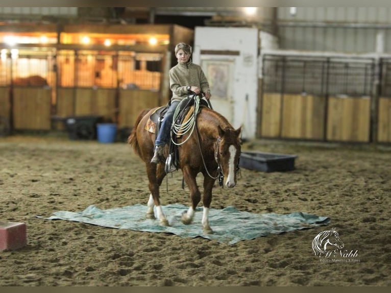 American Quarter Horse Hengst 3 Jaar 145 cm Roodvos in Ranchester, WY