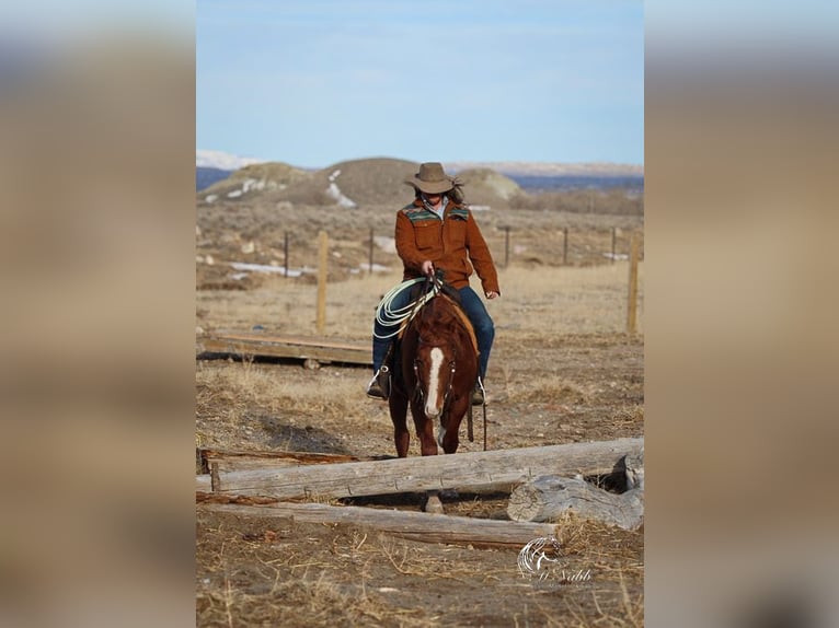American Quarter Horse Hengst 3 Jaar 145 cm Roodvos in Ranchester, WY