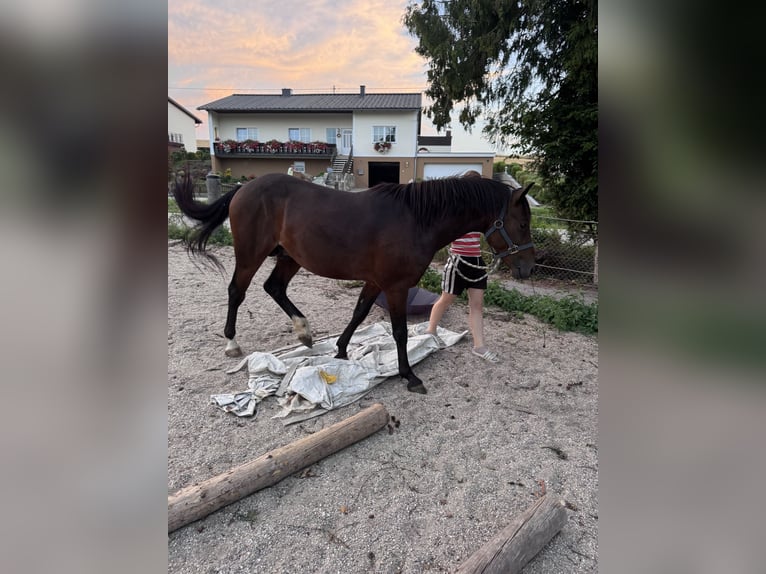 American Quarter Horse Mix Hengst 3 Jaar 147 cm Bruin in Sankt Willibald