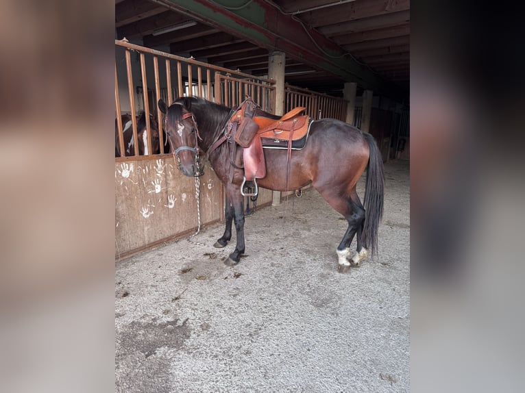 American Quarter Horse Mix Hengst 3 Jaar 147 cm Bruin in Sankt Willibald