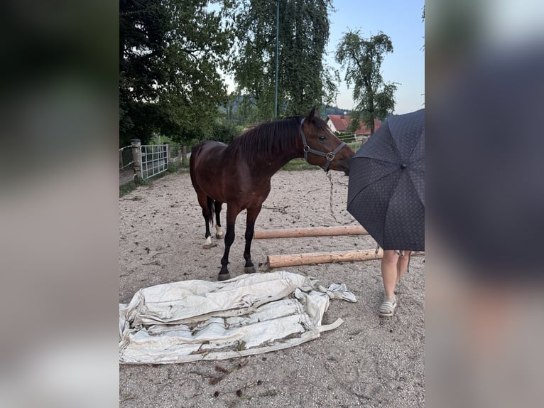 American Quarter Horse Mix Hengst 3 Jaar 147 cm Bruin in Sankt Willibald