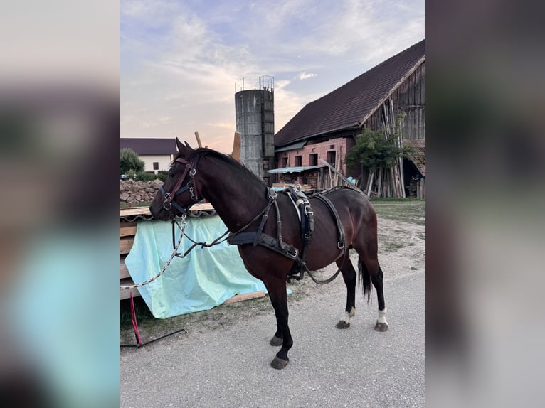 American Quarter Horse Mix Hengst 3 Jaar 147 cm Bruin in Sankt Willibald