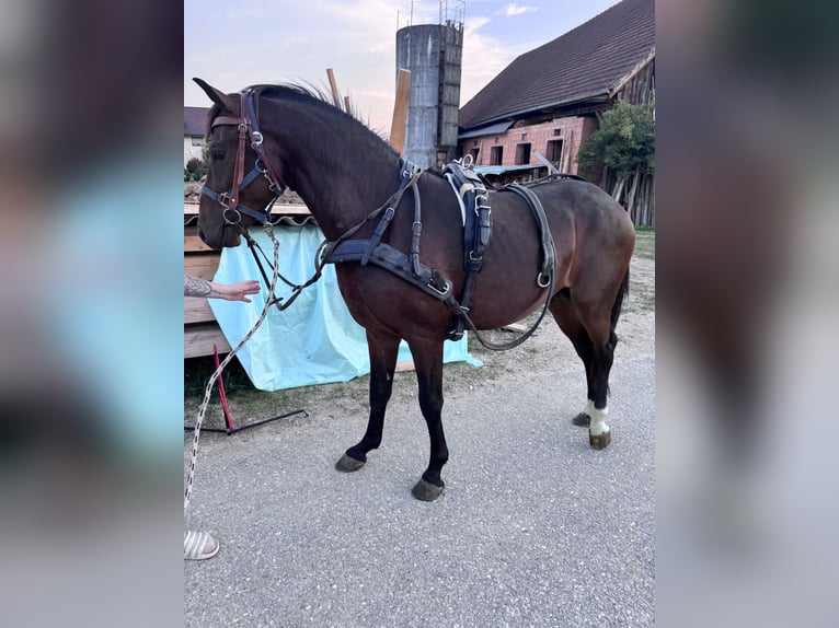 American Quarter Horse Mix Hengst 3 Jaar 147 cm Bruin in Sankt Willibald