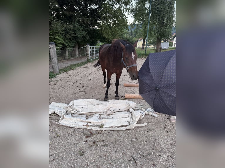 American Quarter Horse Mix Hengst 3 Jaar 147 cm Bruin in Sankt Willibald