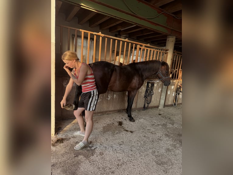 American Quarter Horse Mix Hengst 3 Jaar 147 cm Bruin in Sankt Willibald