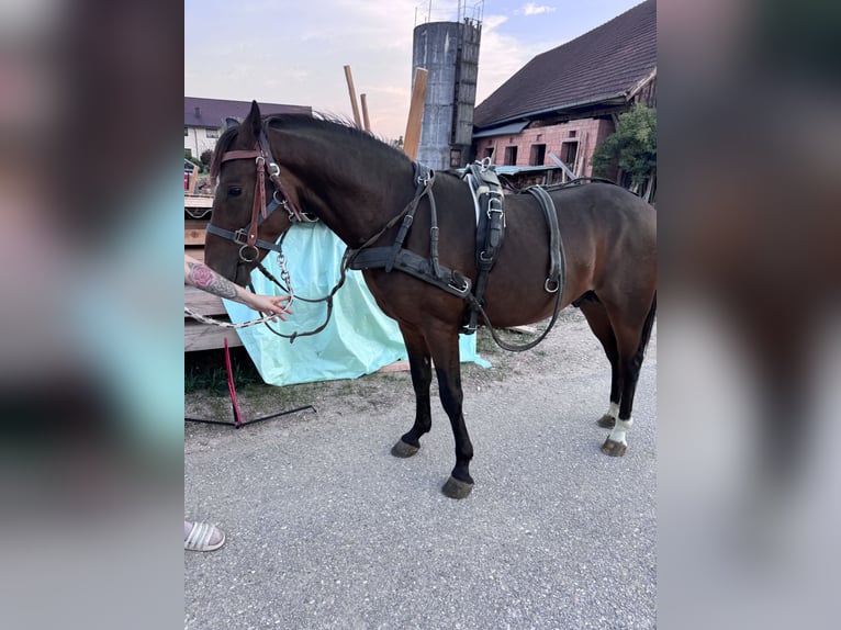 American Quarter Horse Mix Hengst 3 Jaar 147 cm Bruin in Sankt Willibald