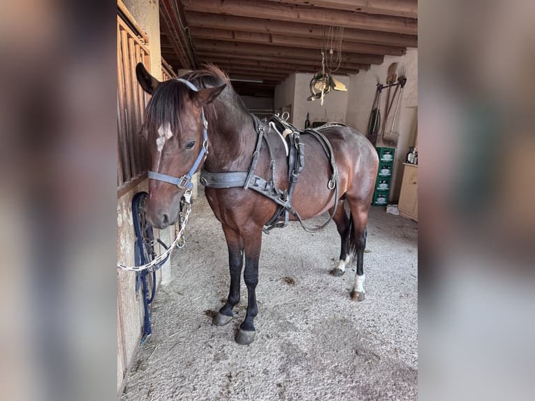 American Quarter Horse Mix Hengst 3 Jaar 147 cm Bruin in Sankt Willibald