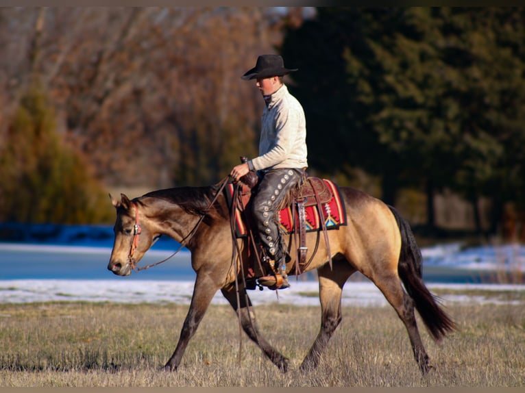 American Quarter Horse Hengst 3 Jaar 147 cm Buckskin in Baxter Springs, KS