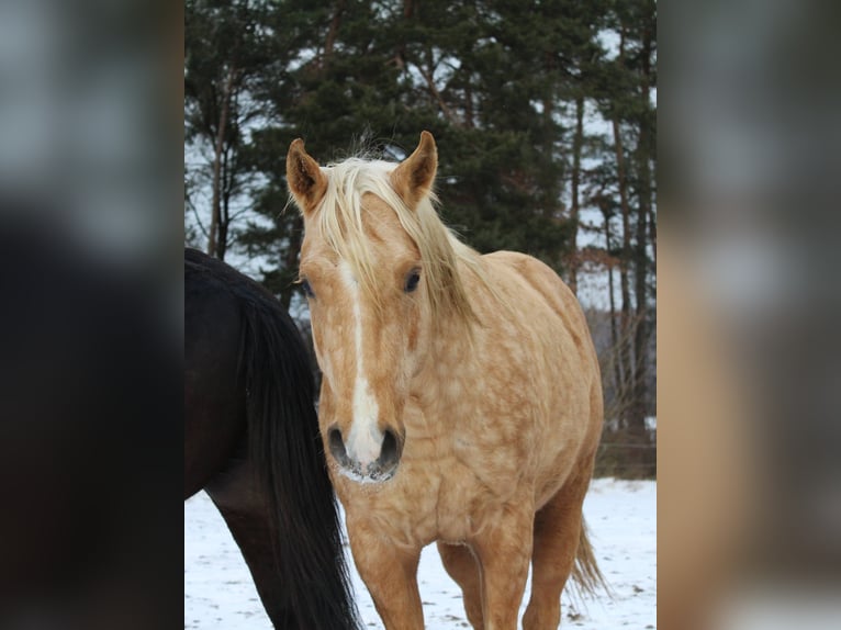 American Quarter Horse Hengst 3 Jaar 147 cm Palomino in Offenhausen