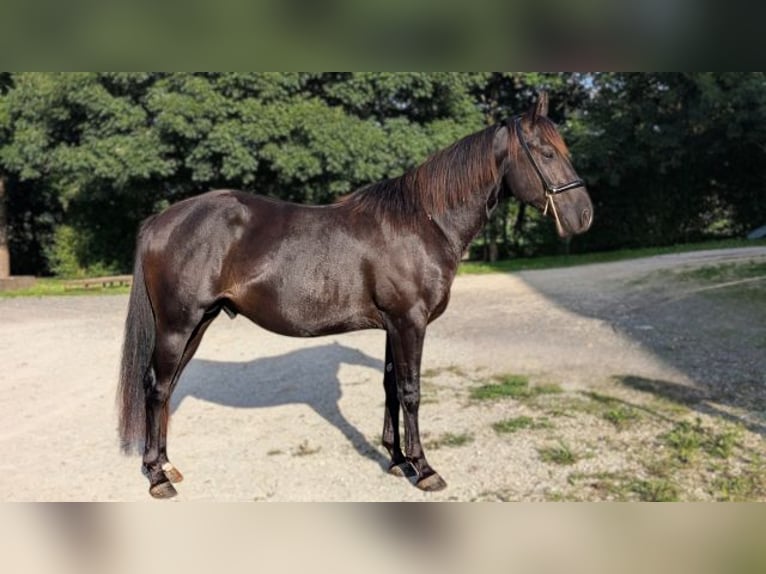 American Quarter Horse Hengst 3 Jaar 147 cm Zwart in Caumont, Midi-Pyrénées, France [ Localiser ]
