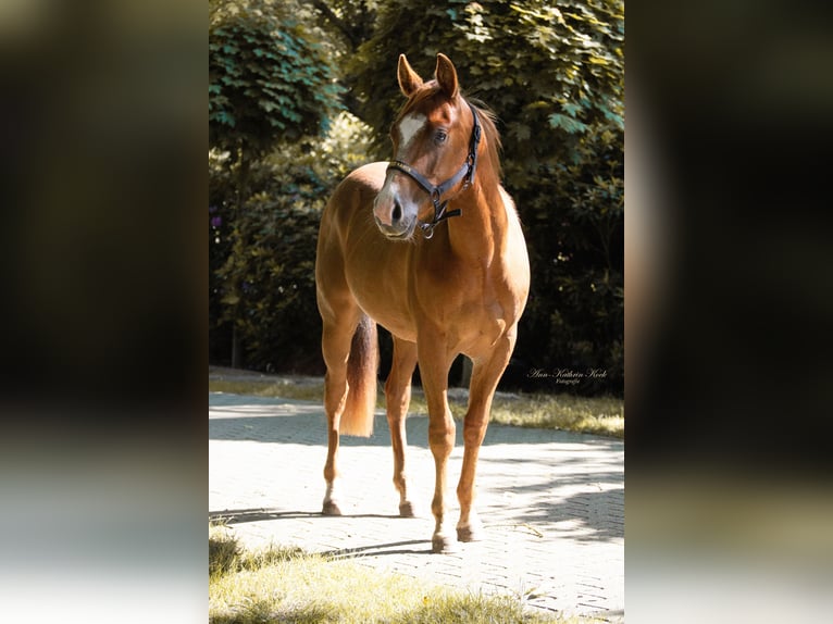 American Quarter Horse Hengst 3 Jaar 148 cm Donkere-vos in Lahn