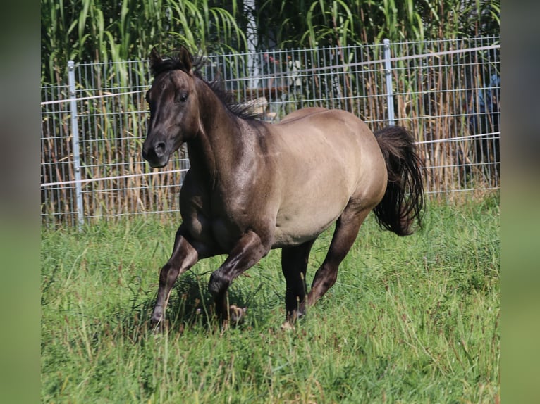 American Quarter Horse Hengst 3 Jaar 148 cm Grullo in WahlsburgBodenfelde