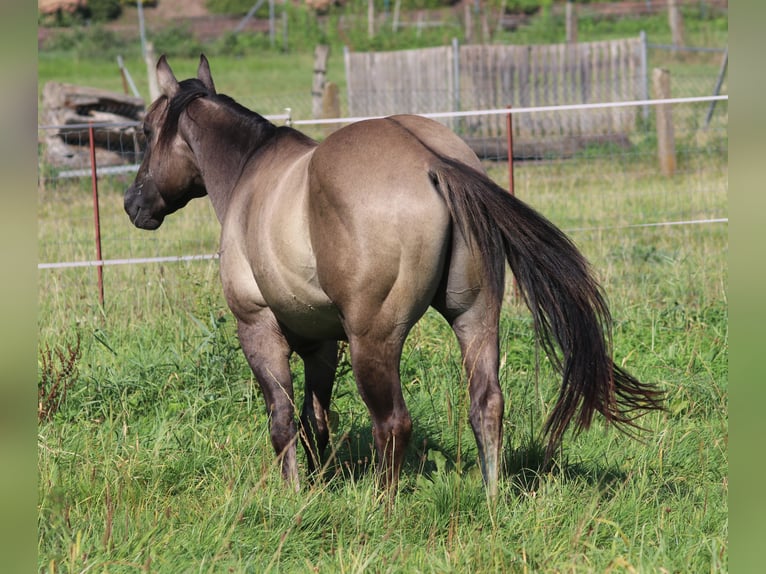 American Quarter Horse Hengst 3 Jaar 148 cm Grullo in WahlsburgBodenfelde