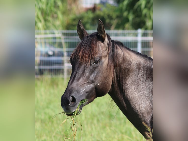 American Quarter Horse Hengst 3 Jaar 148 cm Grullo in WahlsburgBodenfelde