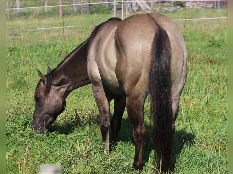 American Quarter Horse Hengst 3 Jaar 148 cm Grullo in WahlsburgBodenfelde