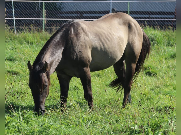 American Quarter Horse Hengst 3 Jaar 148 cm Grullo in WahlsburgBodenfelde