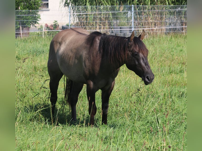 American Quarter Horse Hengst 3 Jaar 148 cm Grullo in WahlsburgBodenfelde