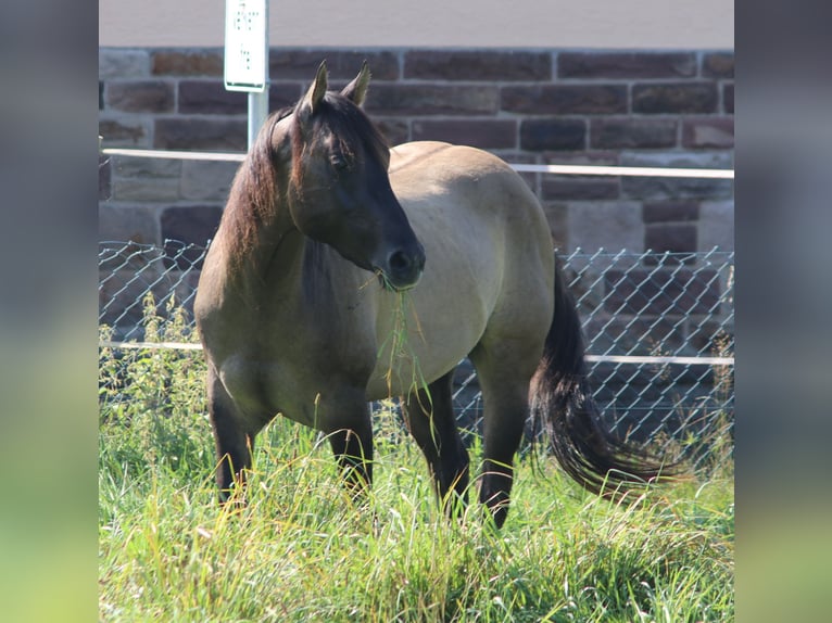 American Quarter Horse Hengst 3 Jaar 148 cm Grullo in WahlsburgBodenfelde