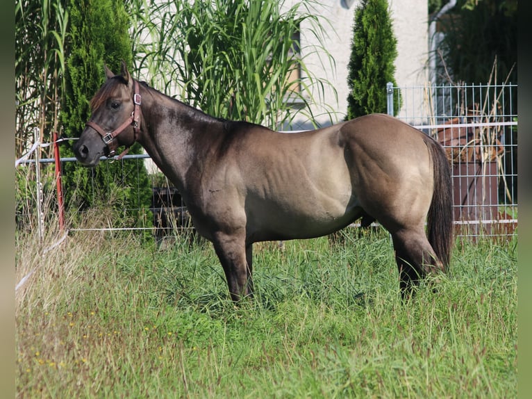 American Quarter Horse Hengst 3 Jaar 148 cm Grullo in WahlsburgBodenfelde