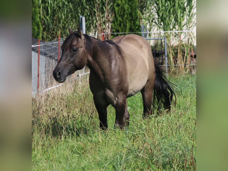 American Quarter Horse Hengst 3 Jaar 148 cm Grullo in WahlsburgBodenfelde