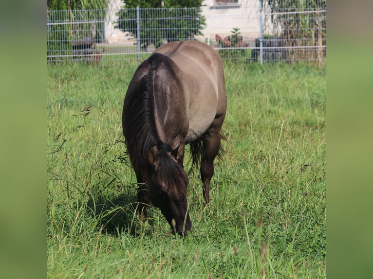 American Quarter Horse Hengst 3 Jaar 148 cm Grullo in WahlsburgBodenfelde