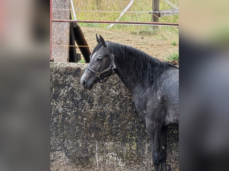 American Quarter Horse Hengst 3 Jaar 148 cm Schimmel in Bad Neustadt an der Saale