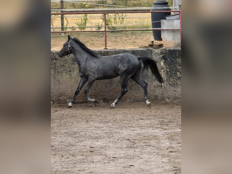 American Quarter Horse Hengst 3 Jaar 148 cm Schimmel in Bad Neustadt an der Saale
