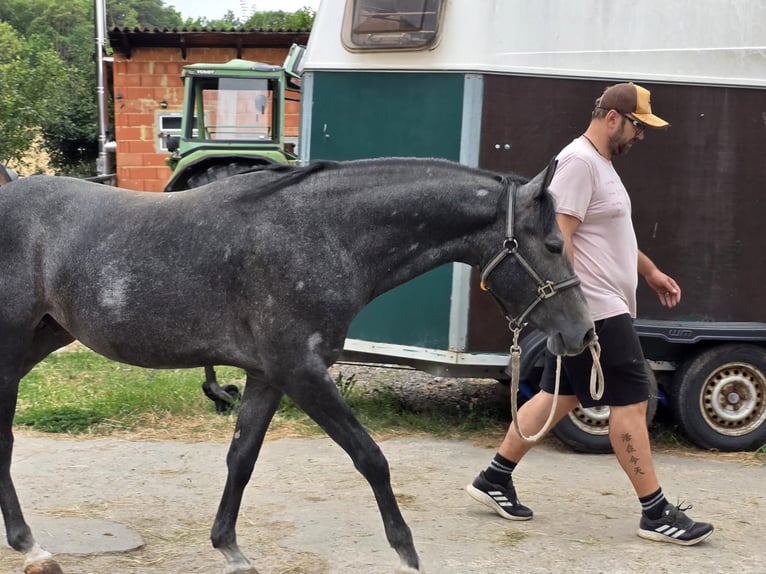 American Quarter Horse Hengst 3 Jaar 148 cm Schimmel in Bad Neustadt an der Saale
