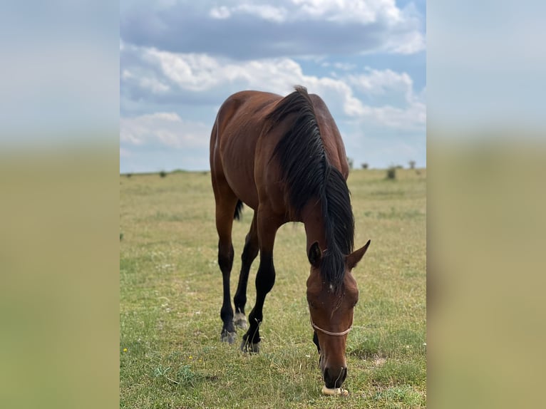 American Quarter Horse Mix Hengst 3 Jaar 150 cm Bruin in Grajera