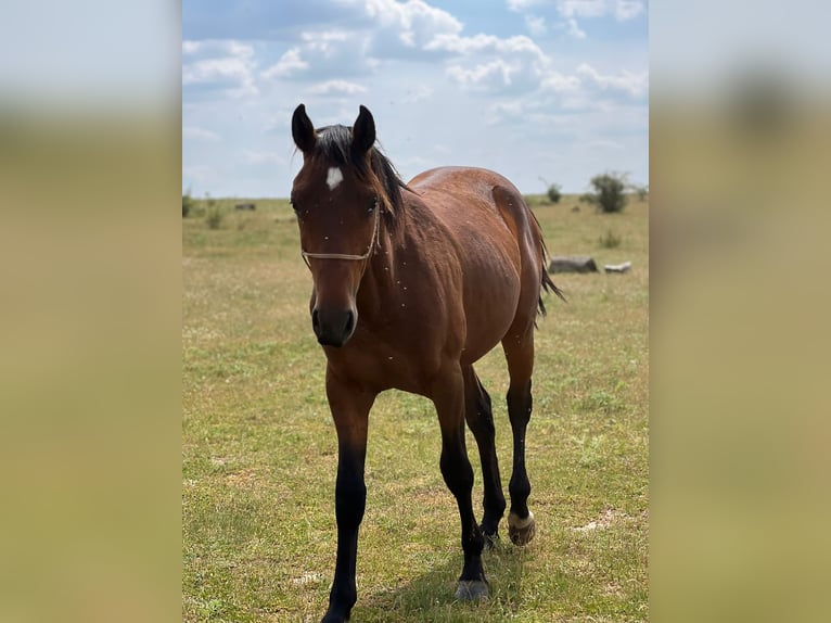 American Quarter Horse Mix Hengst 3 Jaar 150 cm Bruin in Grajera