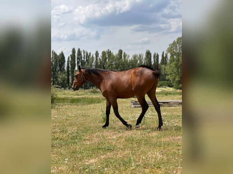 American Quarter Horse Mix Hengst 3 Jaar 150 cm Bruin in Grajera