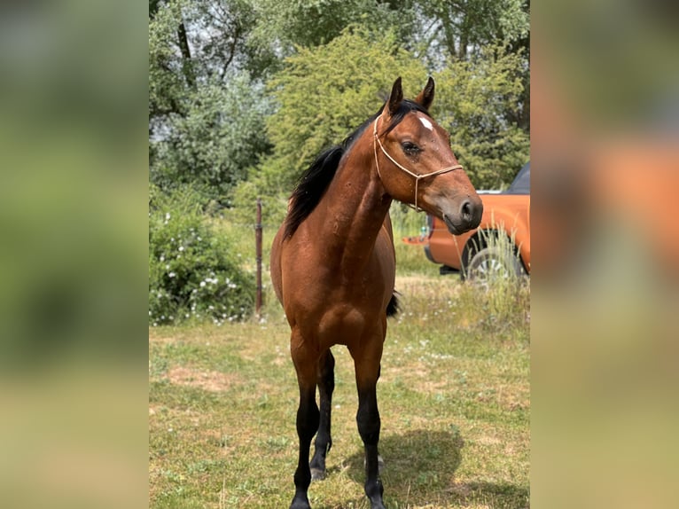 American Quarter Horse Mix Hengst 3 Jaar 150 cm Bruin in Grajera