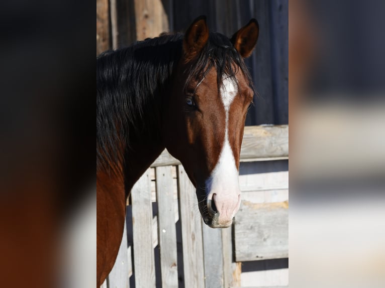American Quarter Horse Hengst 3 Jaar 150 cm Bruin in Iffeldorf