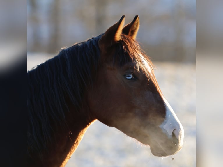 American Quarter Horse Hengst 3 Jaar 150 cm Bruin in Iffeldorf