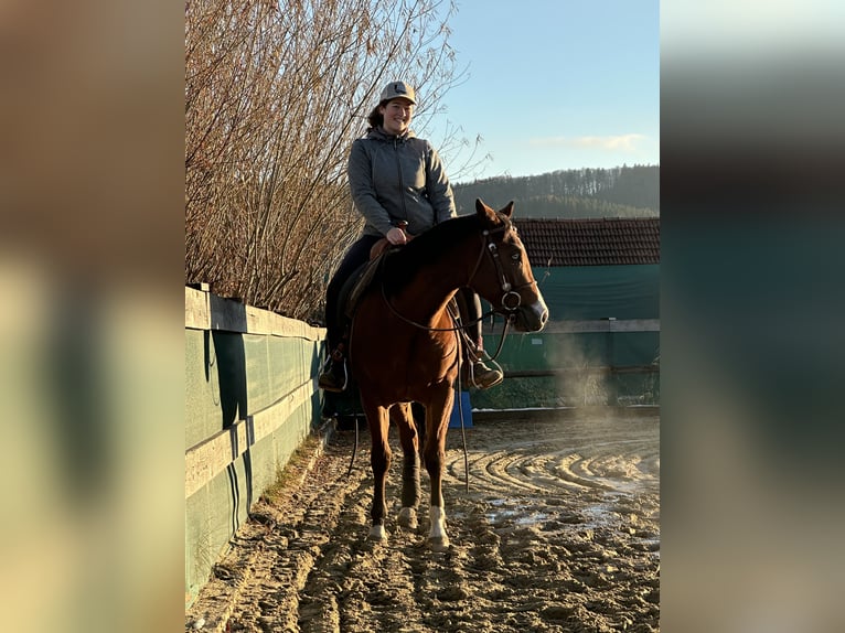 American Quarter Horse Hengst 3 Jaar 150 cm Bruin in Iffeldorf
