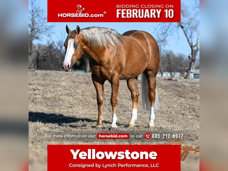 American Quarter Horse Hengst 3 Jaar 150 cm Palomino in Canistota, SD