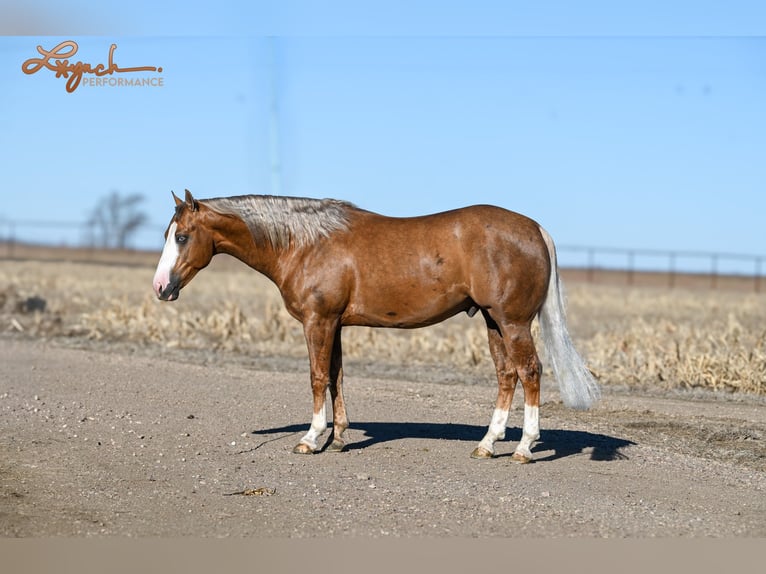 American Quarter Horse Hengst 3 Jaar 150 cm Palomino in Canistota, SD