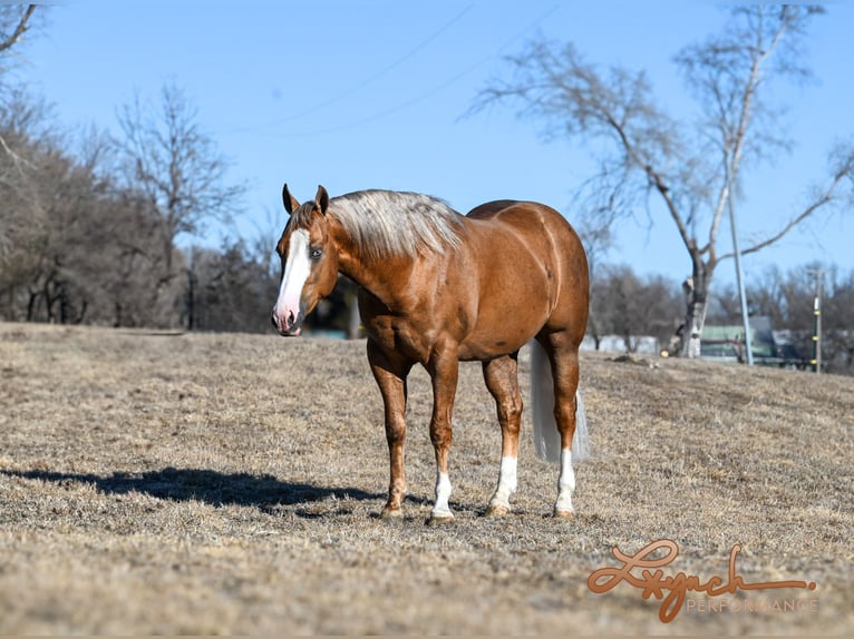 American Quarter Horse Hengst 3 Jaar 150 cm Palomino in Canistota, SD