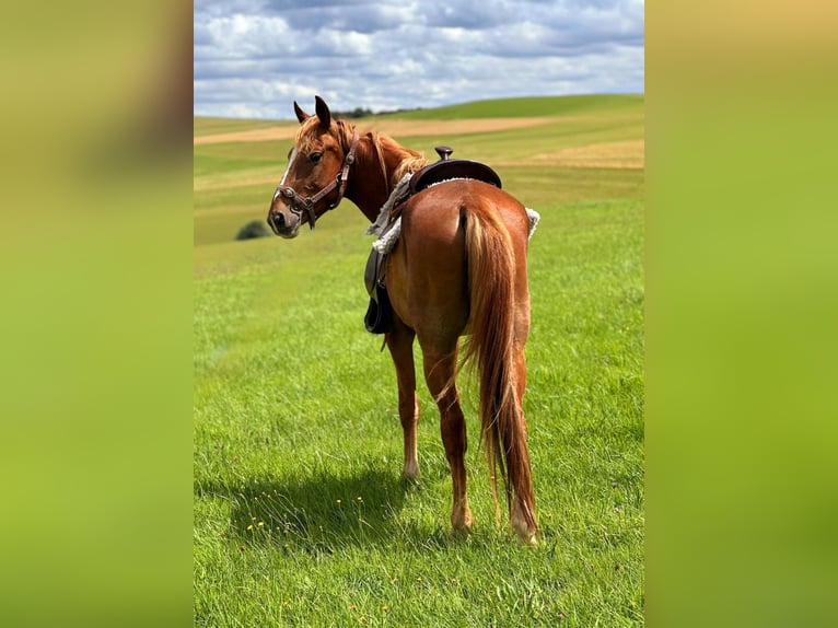 American Quarter Horse Mix Hengst 3 Jaar 150 cm Vos in Wimbach
