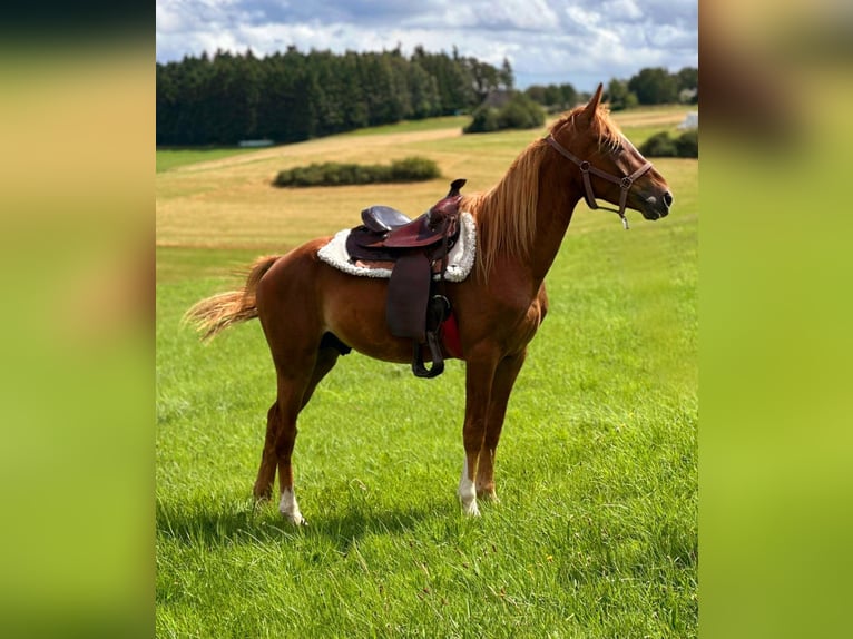 American Quarter Horse Mix Hengst 3 Jaar 150 cm Vos in Wimbach