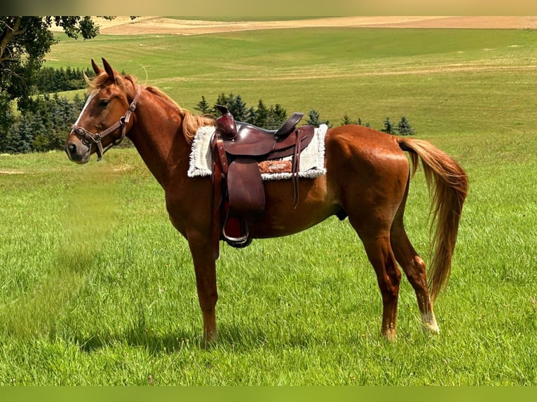 American Quarter Horse Mix Hengst 3 Jaar 150 cm Vos in Wimbach
