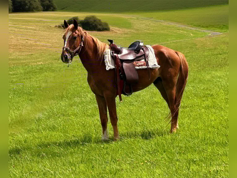 American Quarter Horse Mix Hengst 3 Jaar 150 cm Vos in Wimbach